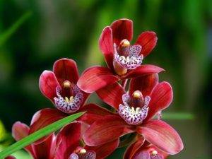 Орхидея паразит