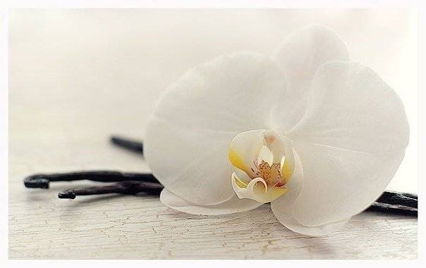 Ванильная орхидея: уход и размножение