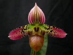 Орхидеи «Пафиопедилум» многим известны как «Венерин башмачок»