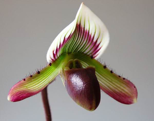 Цветки «Пафиопедилум» достаточно крупные и могут иметь разнообразную окраску