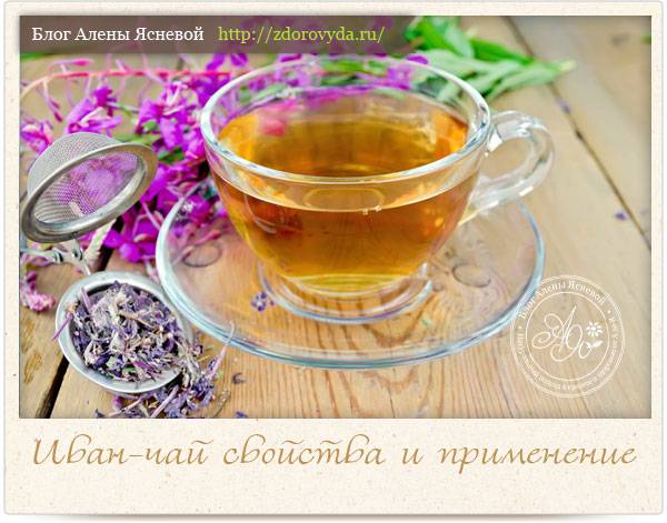 Лечебные свойства Иван-чая