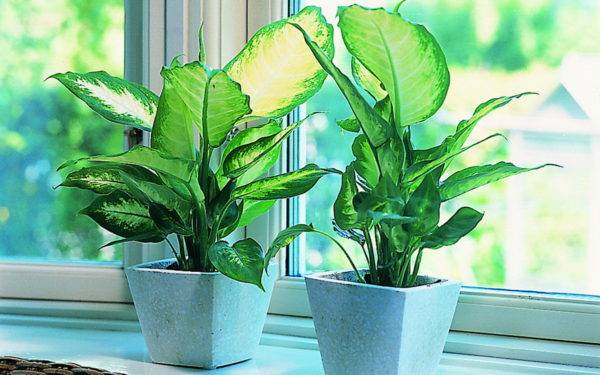 Вечнозеленое растение отлично чувствует себя на восточных окнах
