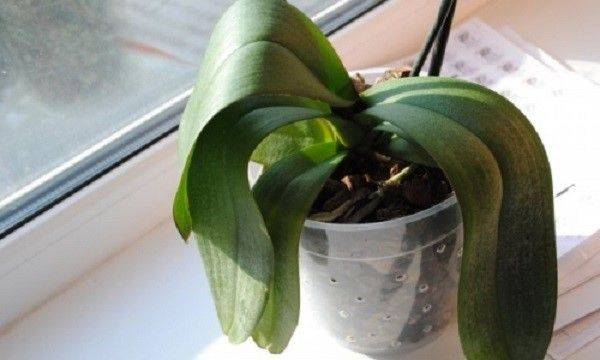 Орхидея реанимация в домашних условиях