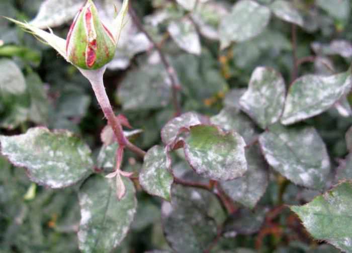Мучнистая роса на розовых кустах появляется с середины лета и до первых чисел осени