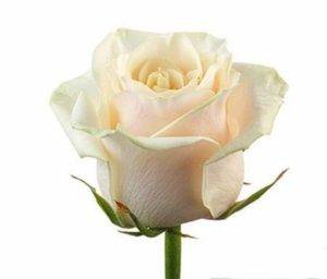 Головка белой розы