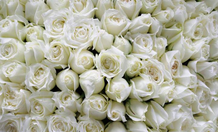 Россыпь белых роз