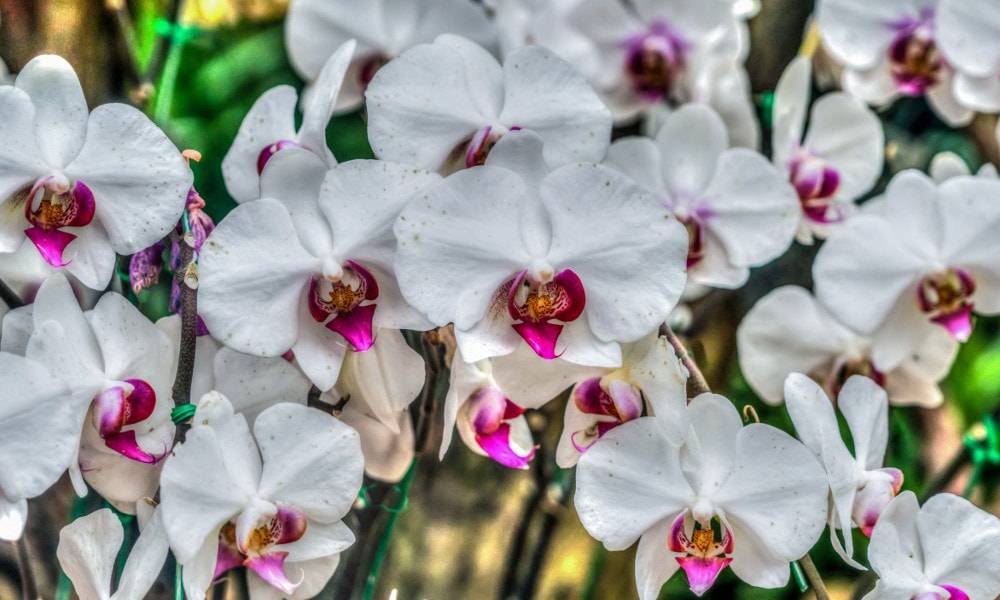цветущие белые орхидеи