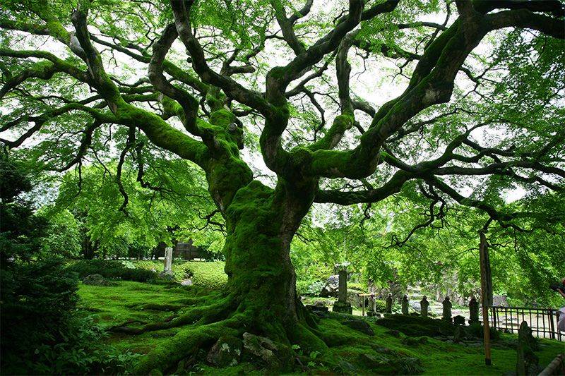 Японское дерево