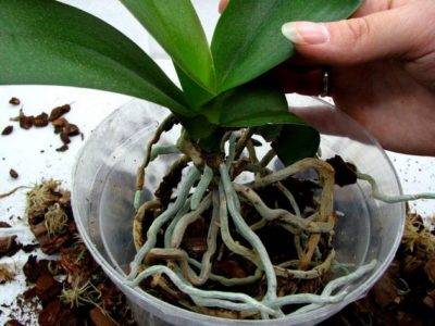 Как пересадить орхидею в домашних условиях пошаговое