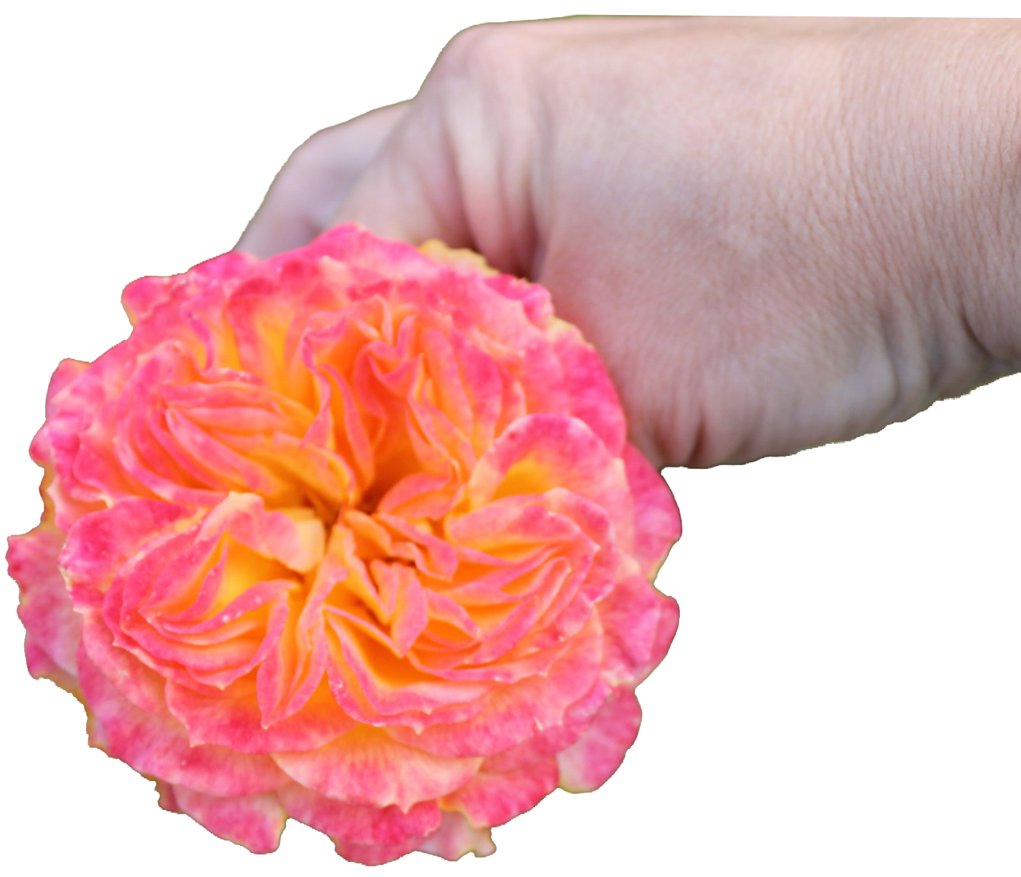 Роза Флорибунда – уход за красавицей для пышного цветения