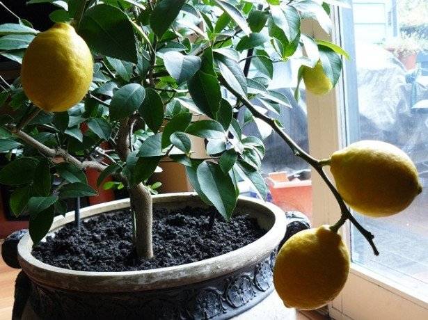 Почему не цветет лимон в домашних условиях