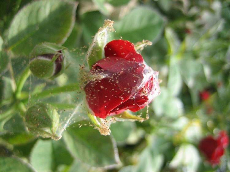 Как спасти розу от паутинного клеща