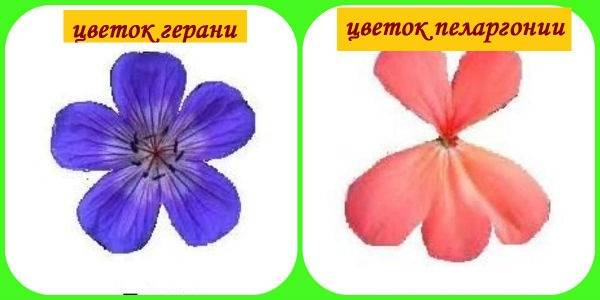 цветы герани и пеларгонии