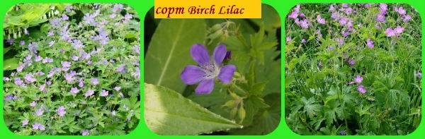 герань Birch Lilac