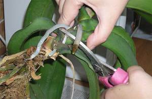 Правила ухода за орхидеей