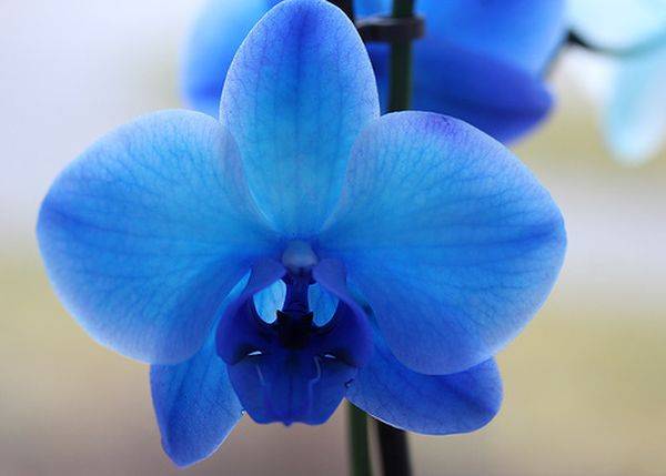 Бывают ли синие орхидеи