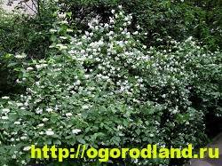 Садовый жасмин (Чубушник). Выращивание жасмина в саду