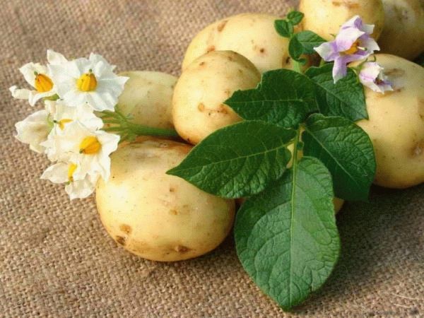 картофель и цветы