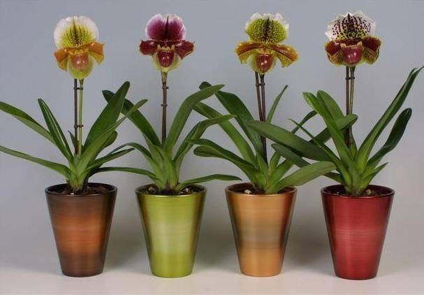 Орхидея венерин башмачок уход в домашних условиях