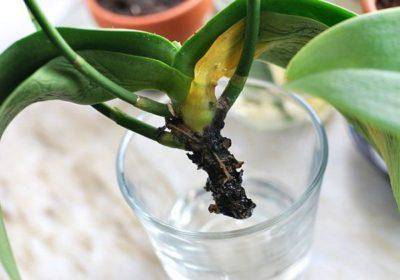 Нарастить корни у орхидеи