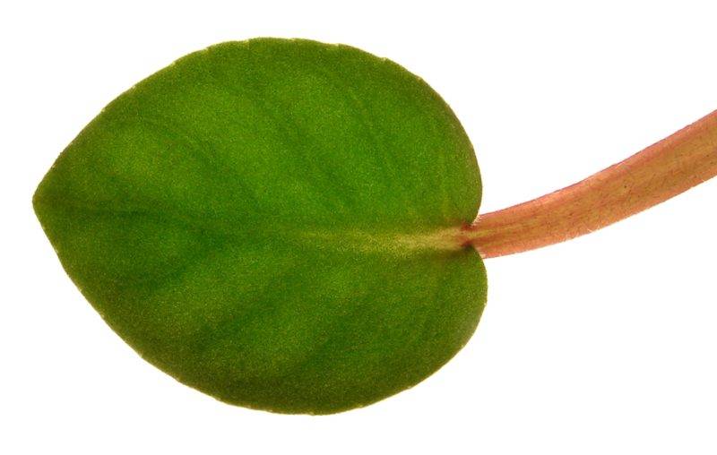 Размножение сенполий листом