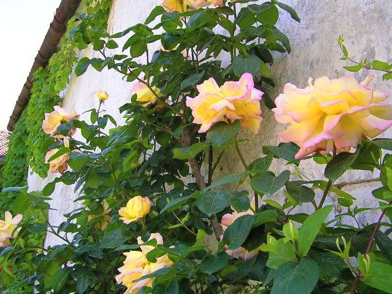 роза плетистая глория клайминг