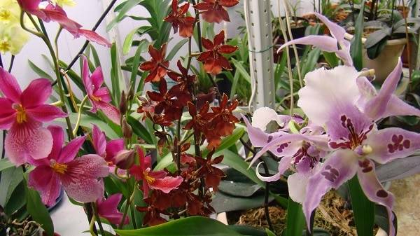 Орхидея буррагеара