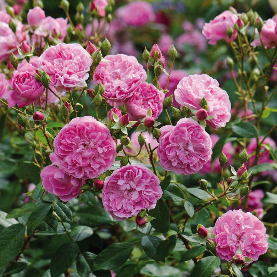 садовая роза Harlow Carr