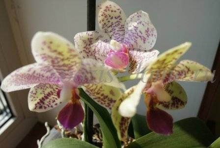 Как ухаживать за орхидеей фаленопсис