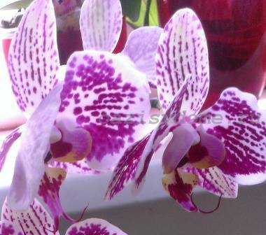 Орхидея фаленопсис фото уход