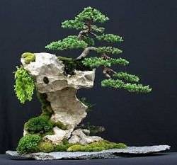 Бонсай - выращивание точной копии дерева, но только в миниатюре