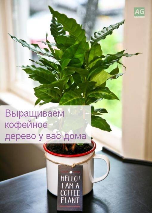 Выращиваем кофейное дерево у вас дома