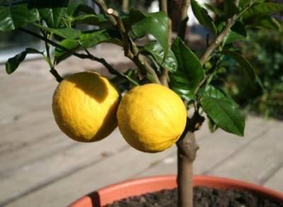 Чем удобрять лимон в домашних условиях