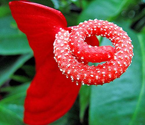 Антуриум мужское счастье - родина растения, что означает этот цветок, можно ли держать дома, видео