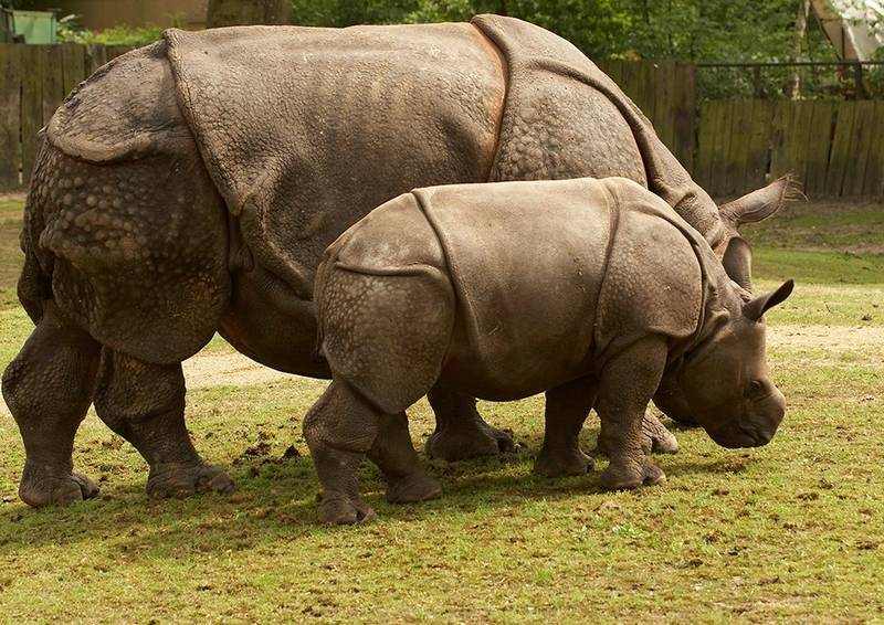 Яванский носорог фото (лат. Rhinoceros sondaicus)