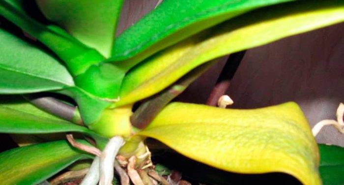 У орхидеи желтеют листья