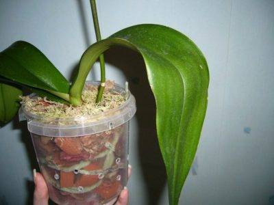 Как использовать мох сфагнум для орхидей