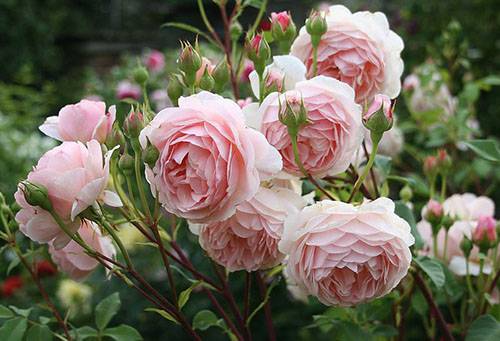 Английская роза: уход и выращивание, секреты пышного цветения