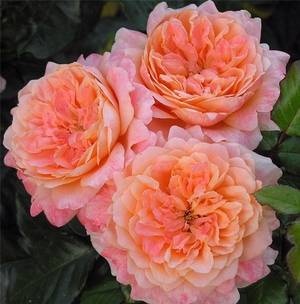 Роза полиантовая