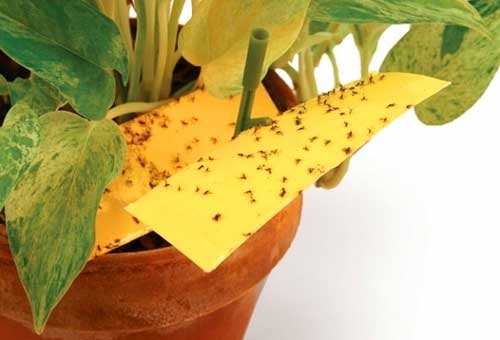 фото ловушки против цветочных трипсов и мошек