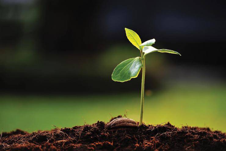 HW-green-remediation-sprout-and-soil.jpg