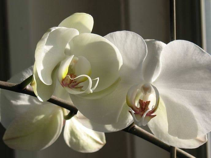 «Фаленопсис» – это наиболее простая в содержании комнатная орхидея, которая может цвести практически без отдыха