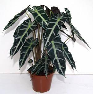Алоказия – это тропическое растение из семейства ароидных