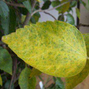 : Пожелтение листьев у гибискуса