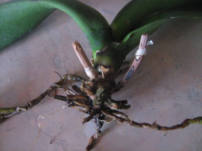 Проблемы с корнями орхидеи