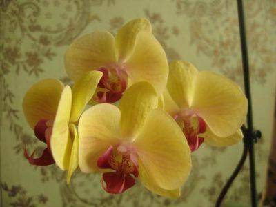 Голден бьюти орхидея