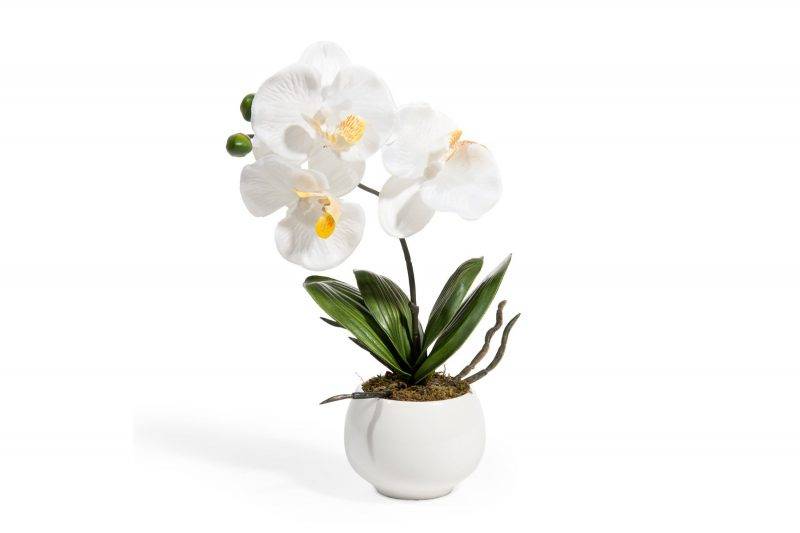 Орхидея уход в домашних условиях