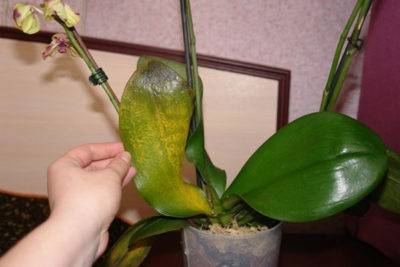 У орхидеи на листьях появились липкие капли