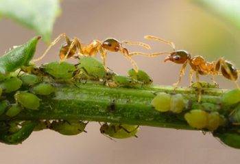 Тля и муравьи на стебле