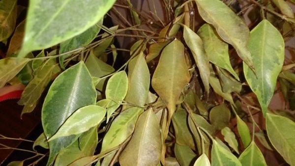 Почему осыпаются листья у фикуса бенджамина